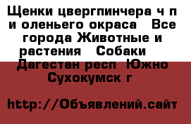 Щенки цвергпинчера ч/п и оленьего окраса - Все города Животные и растения » Собаки   . Дагестан респ.,Южно-Сухокумск г.